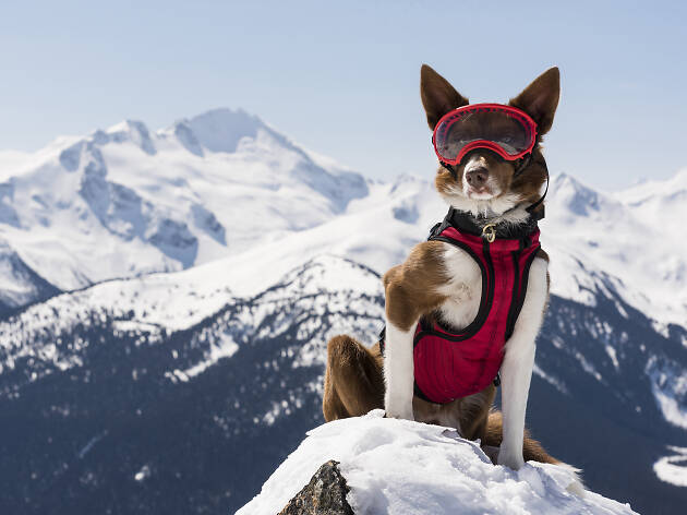 'Superpower Dogs 3D' 'Superpower Dogs 3D'