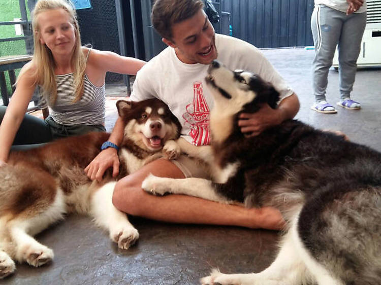 Play with furry friends at a dog café