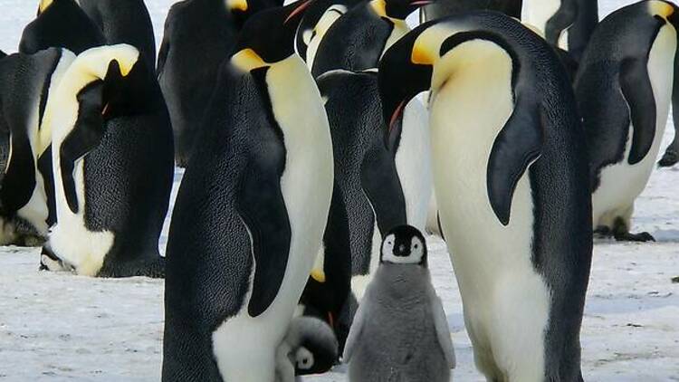 Penguins