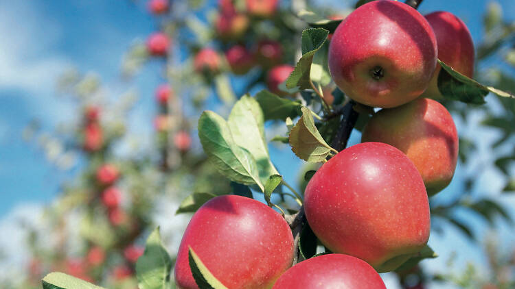 Kanzi apples at Sanders Apples farm