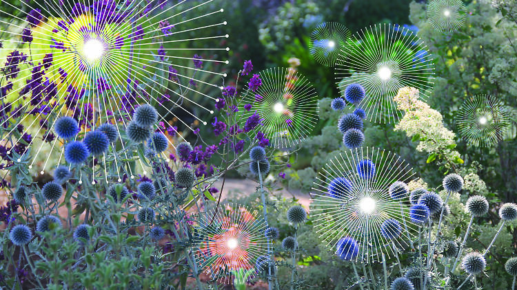 Pleasure Garden Royal Botanic Gardens