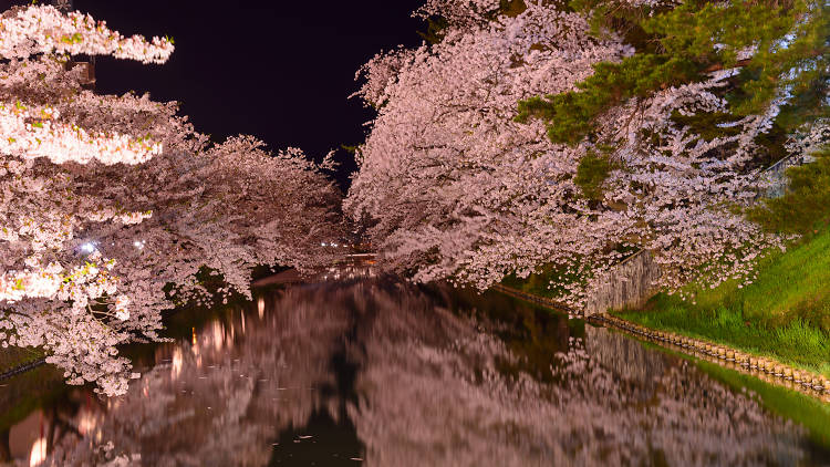 Cherry blossoms and Hirosaki Park Aomori
