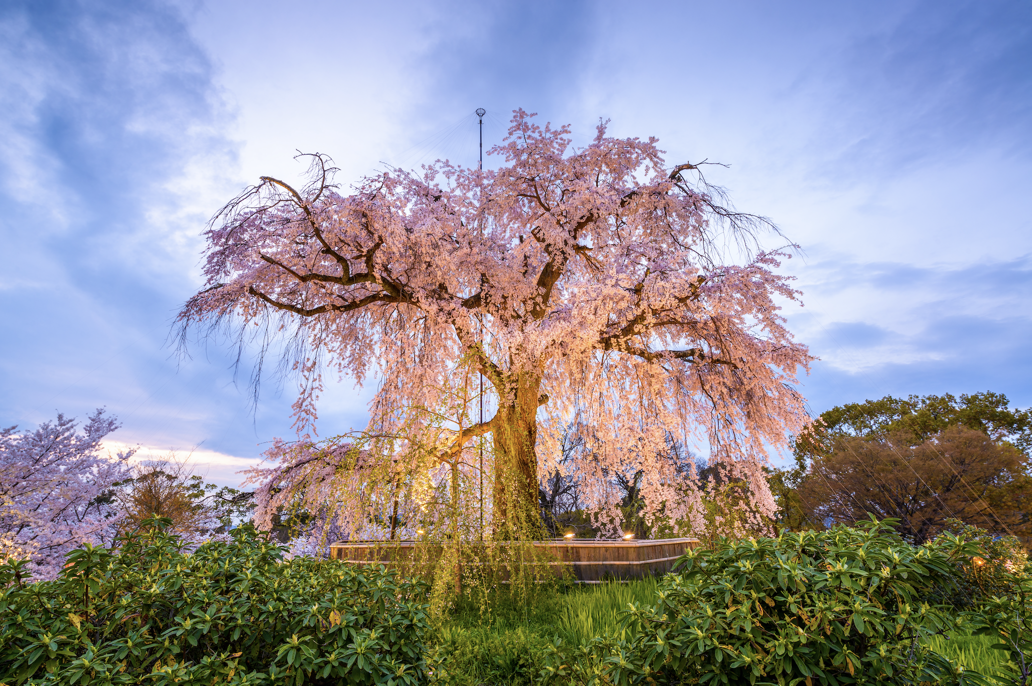 Terbaru 38+ Cherry Blossom Tree Japan
