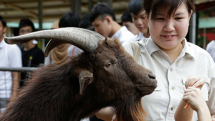 Be a zookeeper at Singapore Zoo