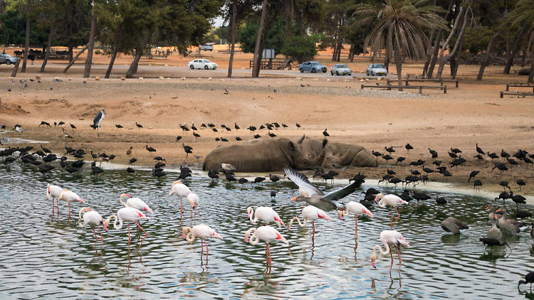 Zoological Center (Safari Park)