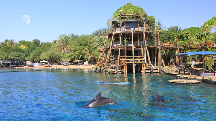 The Dolphin Reef