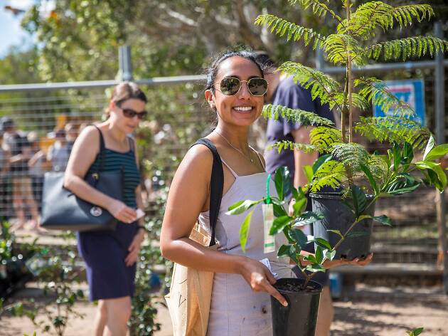 Free trees from the City of Sydney Person carrying a tree in a pot.