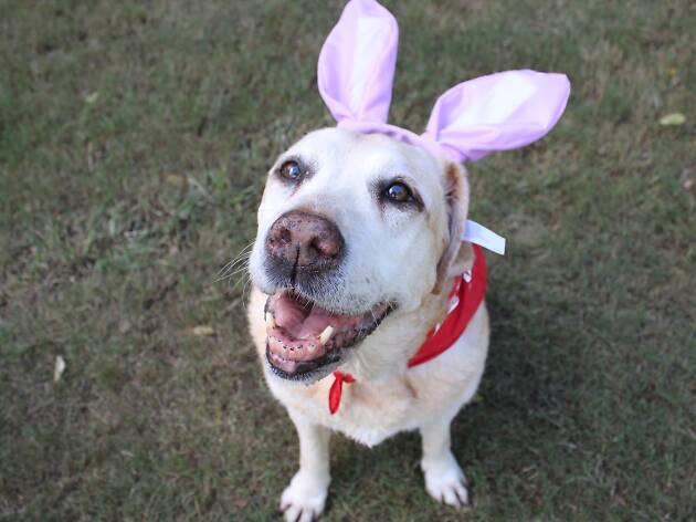 Mad Paws Easter Egg Hunt Labrador wearing Easter bunny ears.