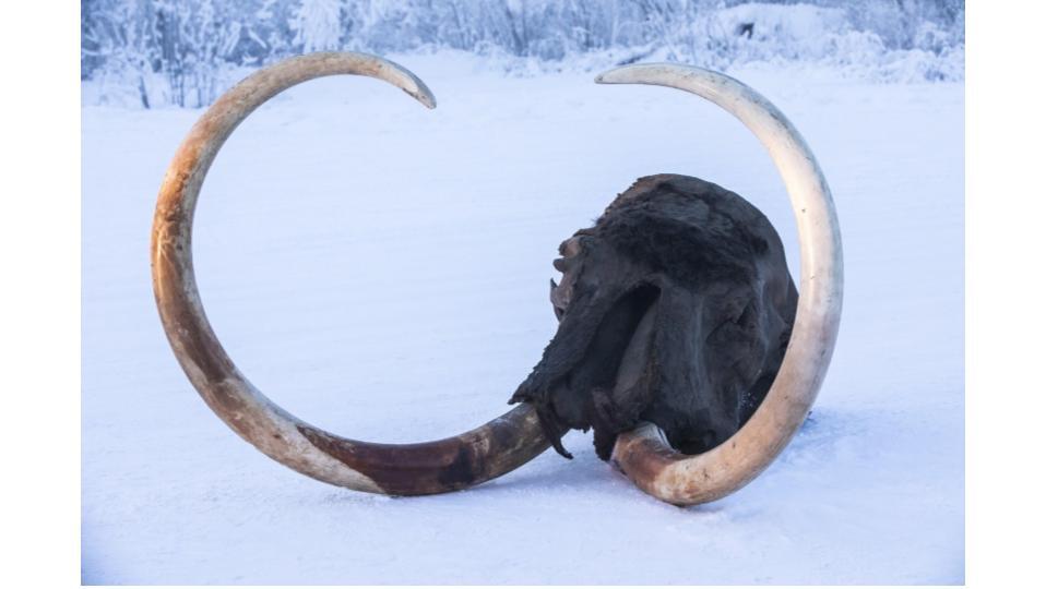 廃盤　新品　 マンモス Viggo Mammoth レア 幻想的な旅：自分のマンモスを復活しました・パート1 - Morikatron