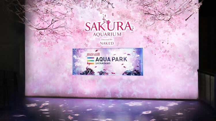 Sakura Aquarium