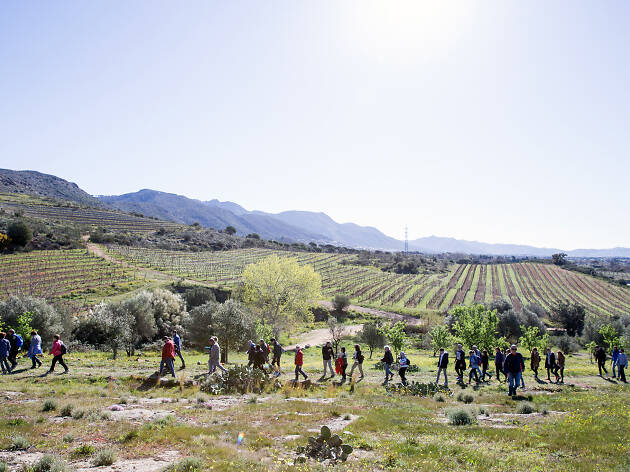 Por las viñas de la Costa Brava Por las viñas de la Costa Brava