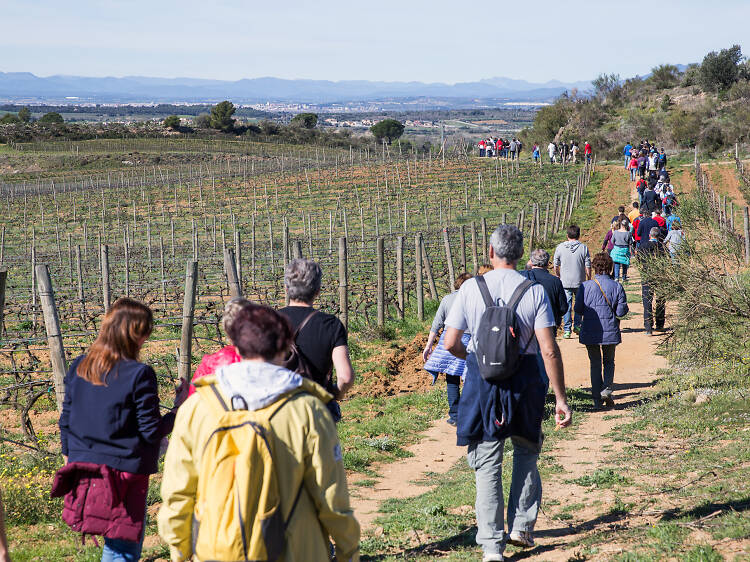 Marcha Popular entre viñas