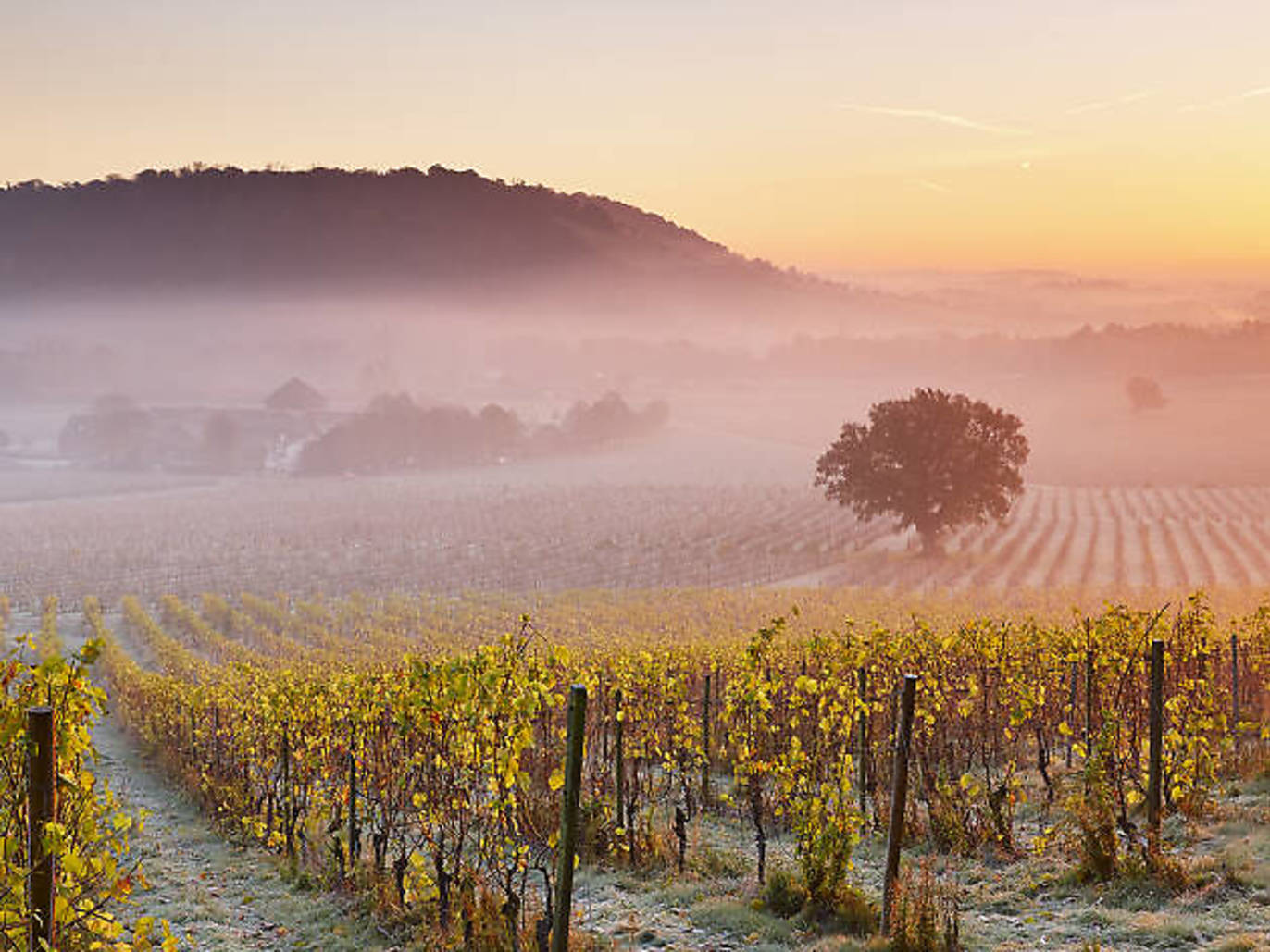 Best Things To Do In Dorking, From Vineyards To Box Hill Walking Routes