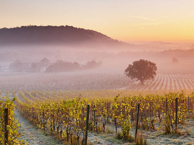Denbies Vineyard, Dorking Pastel Mists