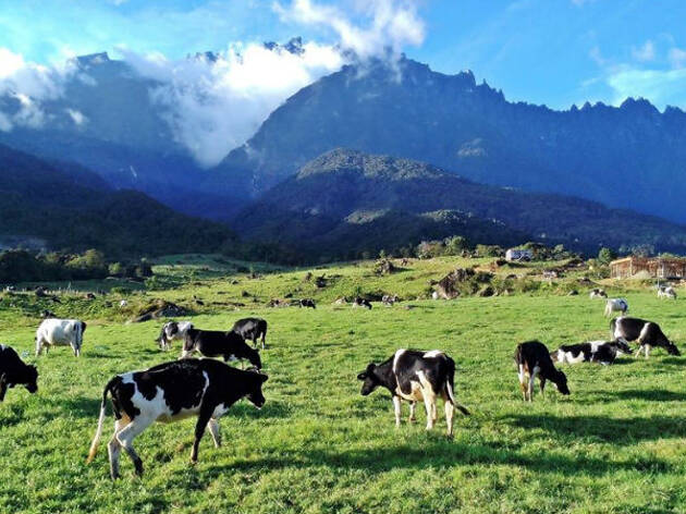 Desa Dairy Farm Desa Dairy Farm
