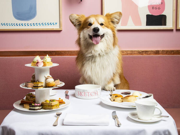 The corgi #influencer with 100k followers