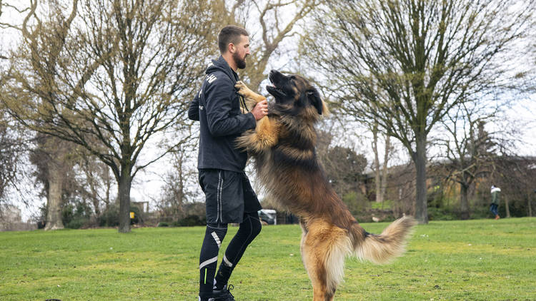 The leonberger with his own personal trainer