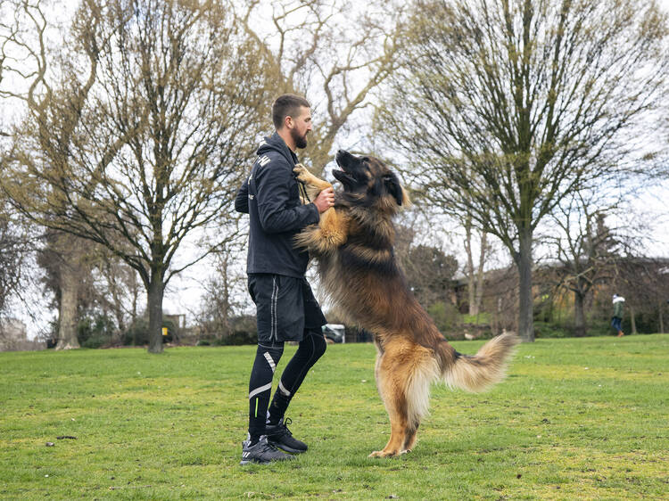 The leonberger with his own personal trainer