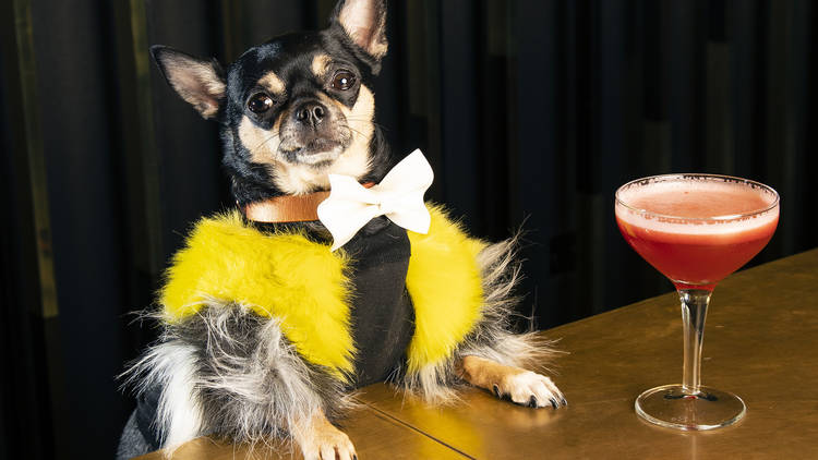 The chihuahua who models for Dior