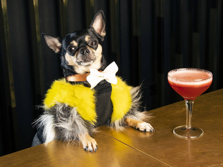 The chihuahua who models for Dior