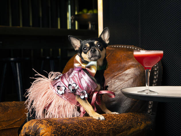 Meet London's most pampered dogs