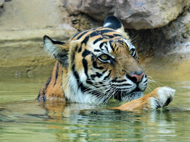 Ballarat Wildlife Park Close up of tiger swimming in pool