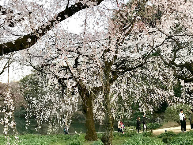 Shinjuku Gyoen National Garden Things To Do In Shinjuku Sanchome Tokyo