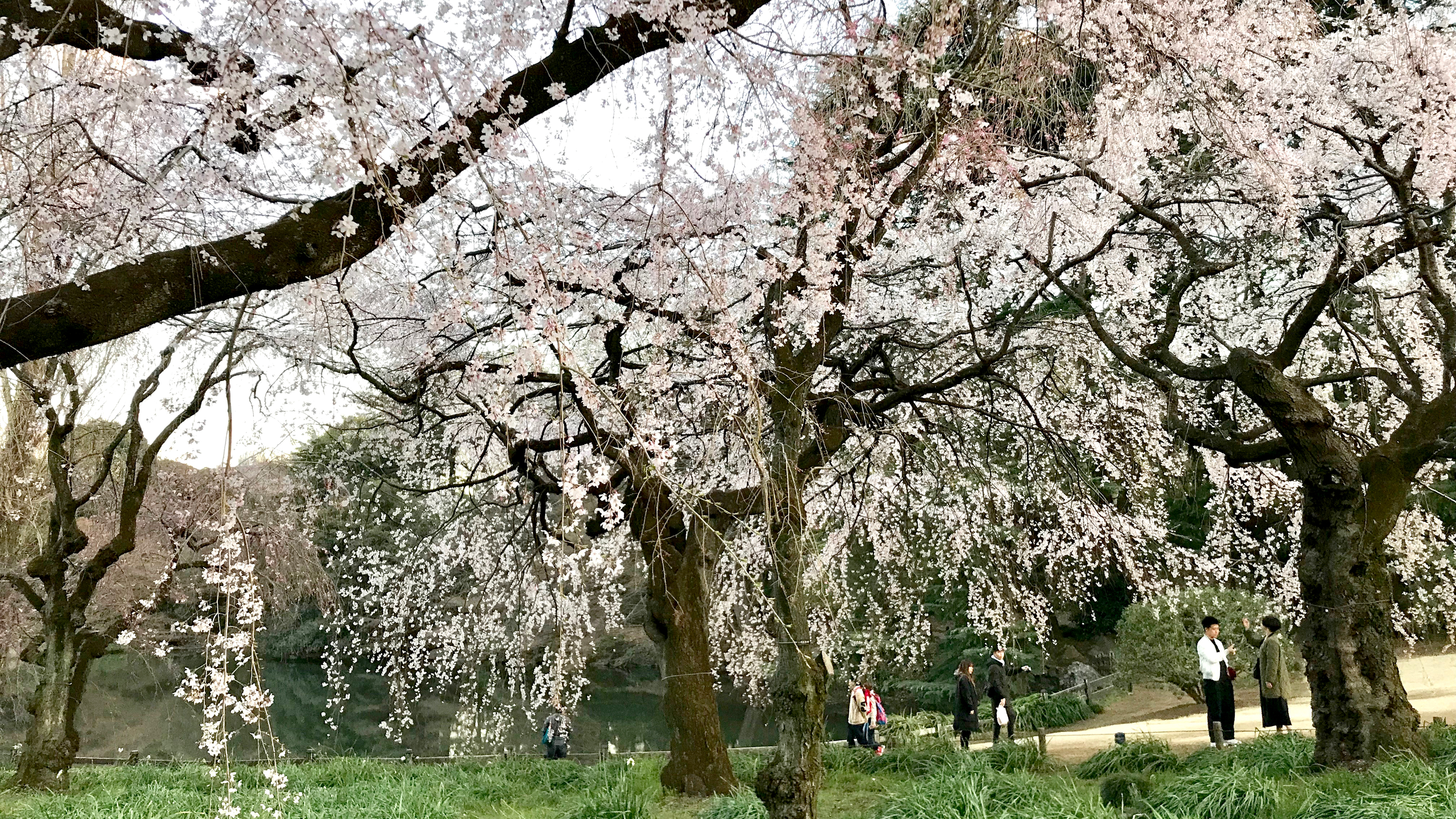 臨時休園 一部通行止めとなった公園