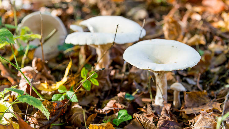 The forage for mighty mushrooms 