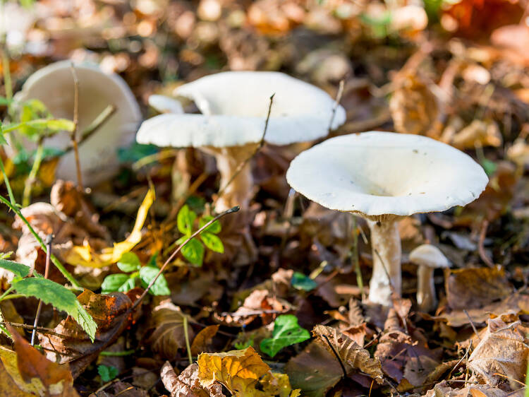 The forage for mighty mushrooms 