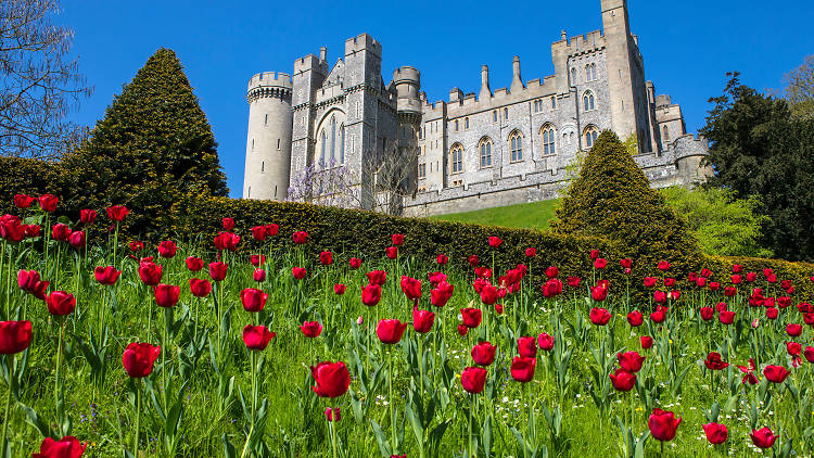 The huge tulip display 