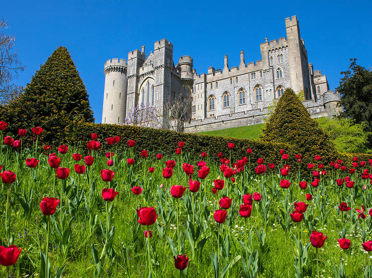 The huge tulip display 