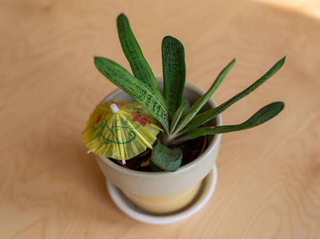 Planta Planta