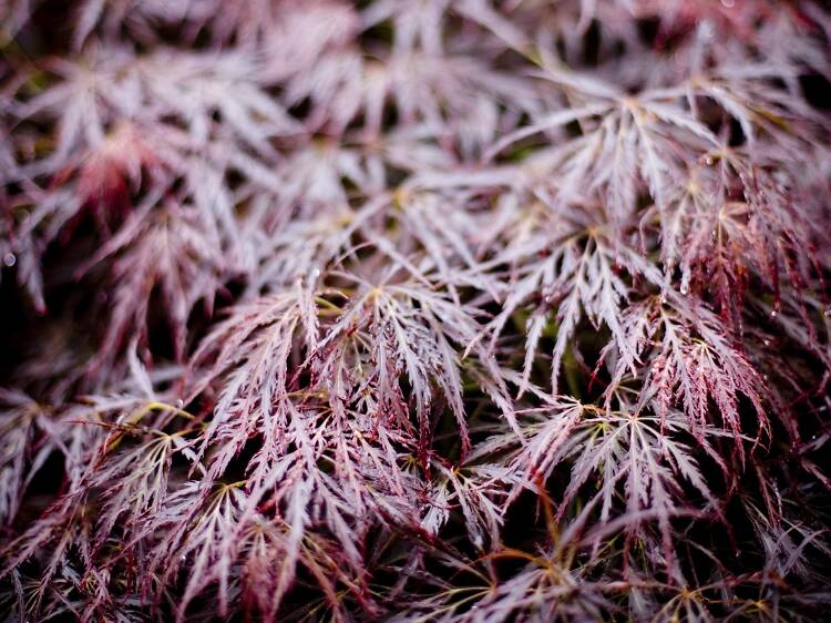 Dandenong Ranges National Park