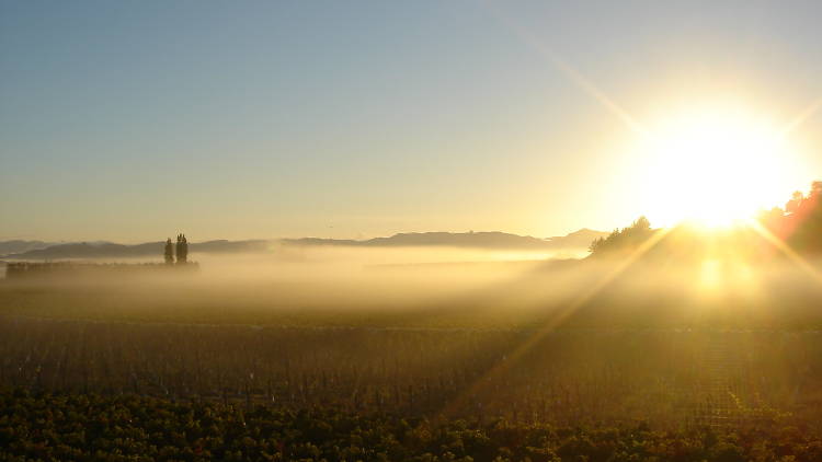 The vines here are the first in the world to see the sun