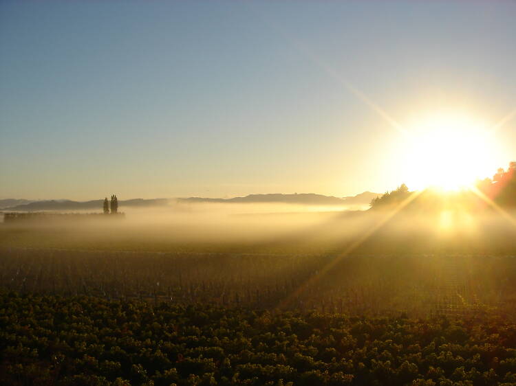 The vines here are the first in the world to see the sun