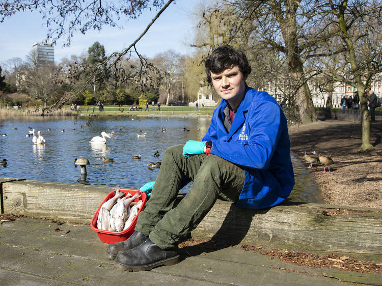 Things you only know if you look after the St James’s Park pelicans