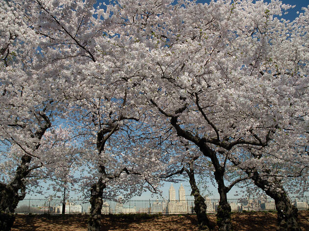 Cherry Blossoms Tour in Central Park Cherry Blossoms Tour in Central Park