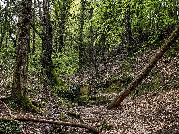 Boscos de Viladrau Boscos de Viladrau. Parc Natural del Montseny