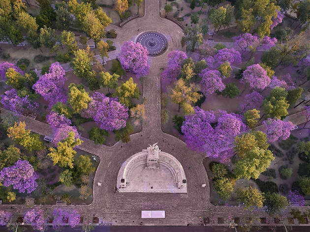 Alameda Central Las jacarandas en la Alameda Central de la CDMX