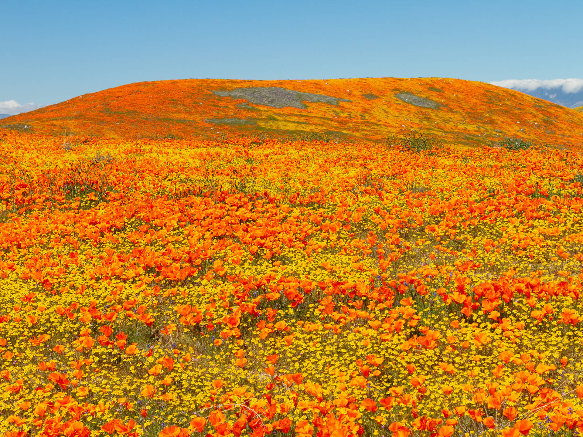 13 Best Places To See Wildflowers in the U.S.