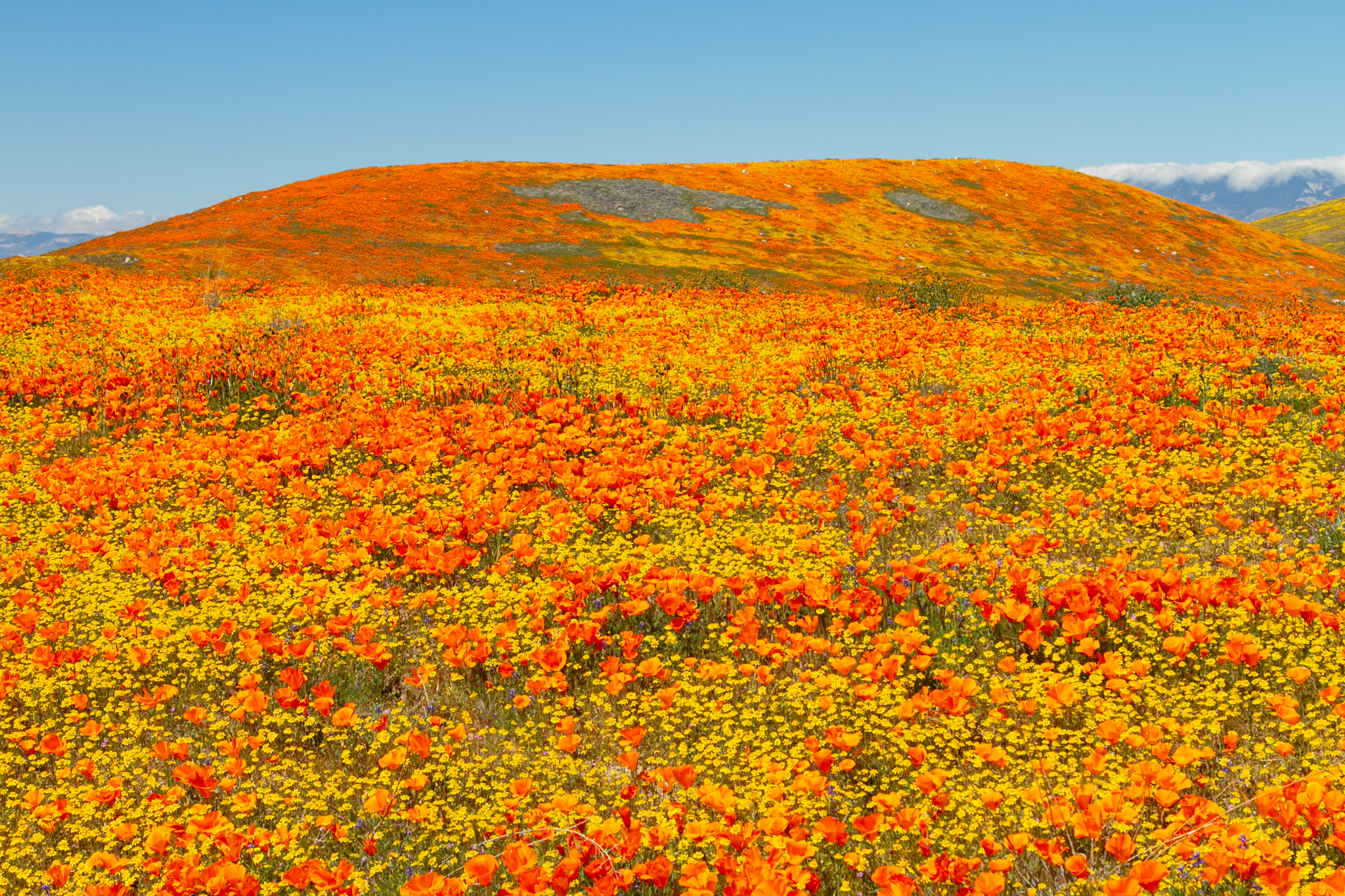 Featured image of post Wildflower Fields Near Me - Wildflower pictures sorted by color.