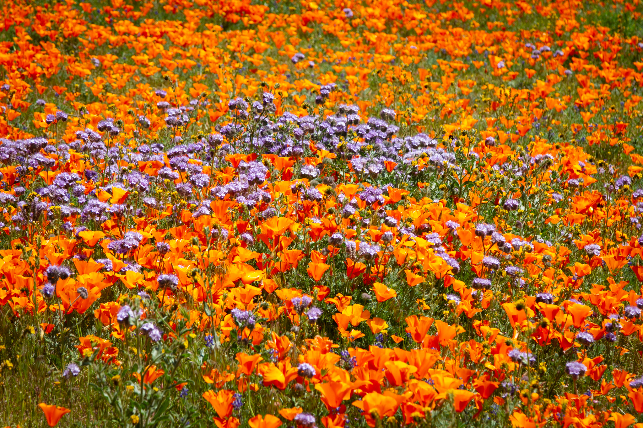 Antelope Valley Flowers 2020 / 1 Centered on the flood control