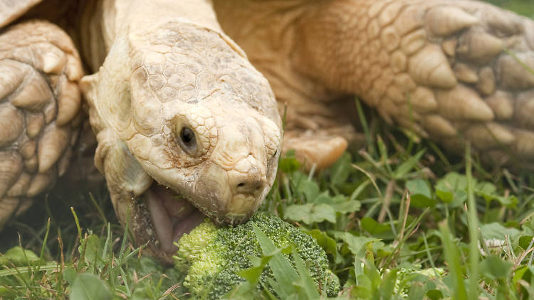 Noah’s Ark Animal Sanctuary 