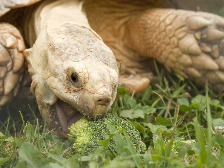 Noah’s Ark Animal Sanctuary 