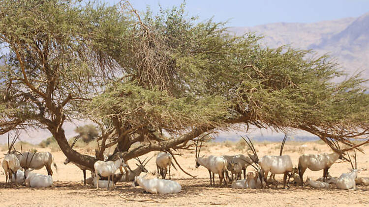 Antelope Ranch, the Arava