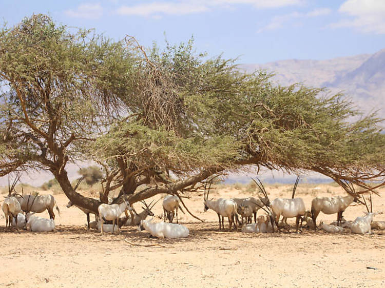 Antelope Ranch, the Arava