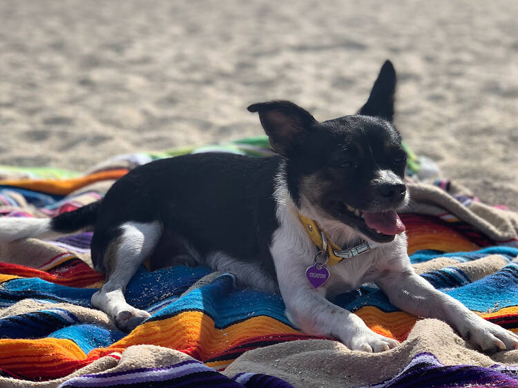 Where to find the best dog beach Miami has to offer