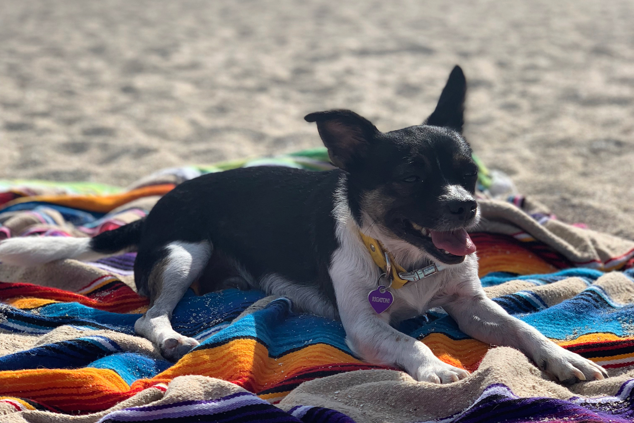 Find Your Pup The Best Dog Beach Miami Has To Offer