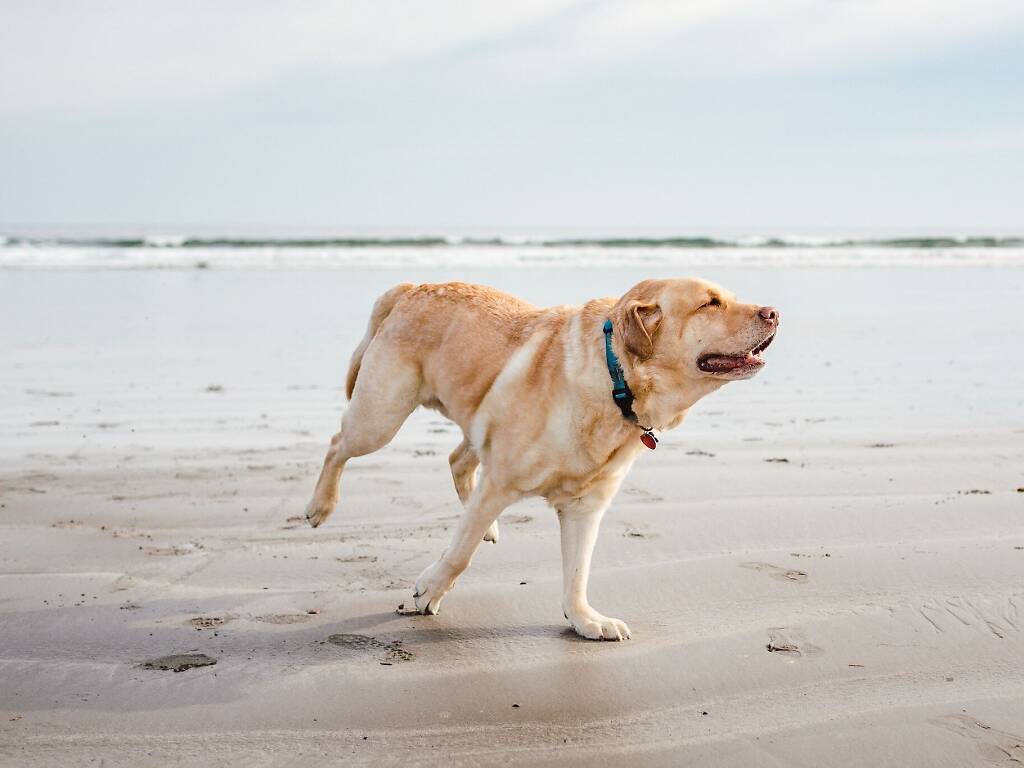 8 DogFriendly Beaches and Waterfronts in Miami and South Florida